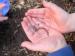 Murch Composting Article