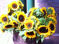 Eastern Market, DC - Sunflowers in Barrel