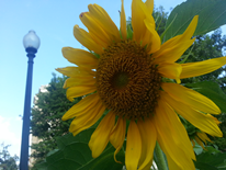 Sunflower in front of Streetlight in Kalorama Park