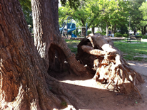 Trees Adjacent to Lafayette Playground Play Space May 2014